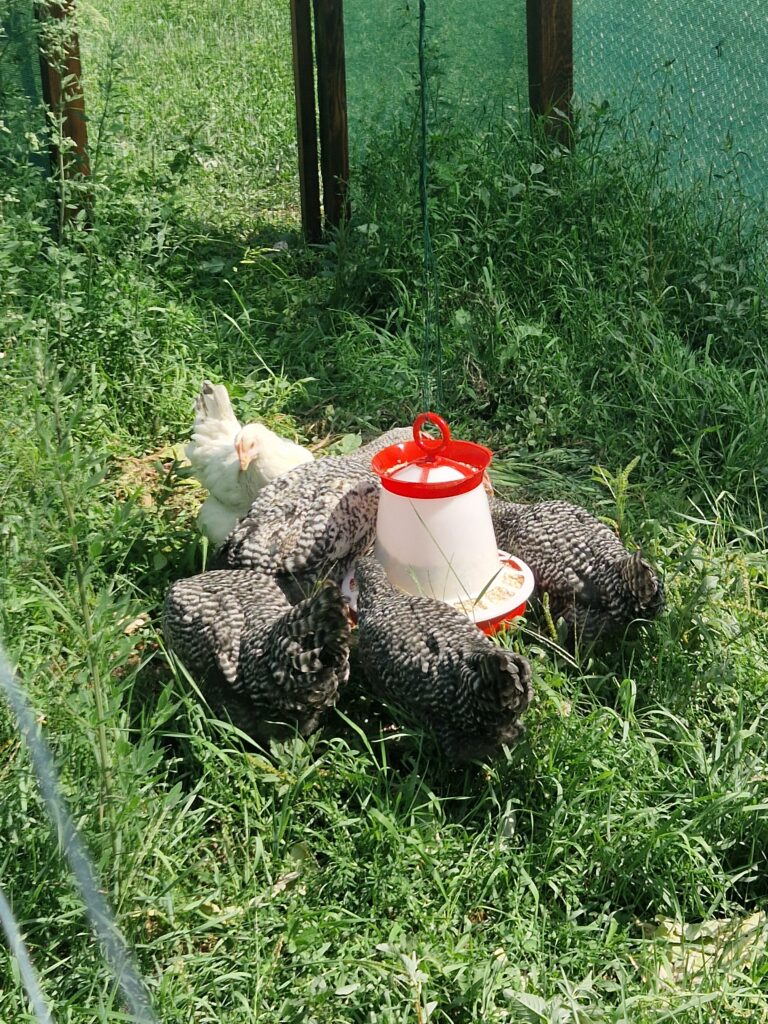 Első PIPUK.