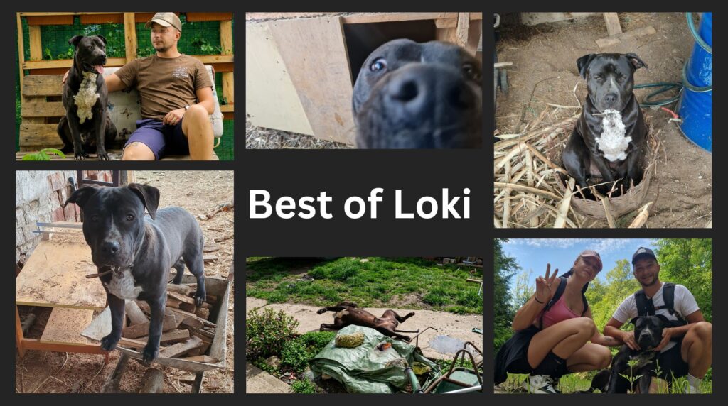 beftofloki